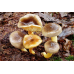 Мицелий Гигрофора бурого / Гигрофор поздний (Hygrophorus hypothejus)